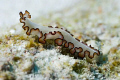 A very pretty flatworm taken at Ulong Channel with Nikon D80 + 60mm macro + single Ikelite DS51 