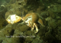 SeaStar lunching on Crab. Poor vis, subject spotted with little time to compose before silting enveloped scene. Using Olympus C-7070, PT-027 housing & dual SeaLife digital flash--ss-1/30, f# 5.6, ISO 80, metr. centre weighted, wb  man(cloudy) 