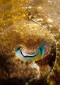 Another eye abstract but this time, it's the sleepy eye of a cuttlefish!  I'm surprised I didn't scare him away! 
