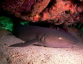 Sleeping nurse shark found under a ledge. 