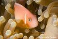 Pink Anemone Fish in Micronesia ©Amanda Cotton 