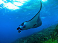 Gliding Manta! 