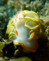 Found this nudibranch while diving "The Point" buoy on Molasses Reef, Key Largo. Olympus SP-350 w/ YS-110 strobe using only the focus light. I think it's a Pacific Nudibranch but not sure... 