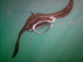 A great manta in Hanauma Bay, Oahu. 