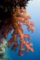 Soft coral at Saies Wall taken using ambient light close focus Sigma 15mm + magic filter 
