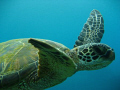 Honu      Mala Pier, Maui 