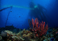 Under Cargill Salt Company pier, Bonaire Island 