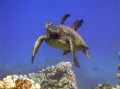 Turtle"almost" at cleaning station....pic taken with camcorder,red filter used.Lahaina,Maui. 