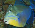 Due to recent surgery, my husband/dive buddy Jim didn't dive on this trip to Little Cayman, so I took his D300 down and had a blast with it. This Queen Triggerfish was aggressively guarding its eggs, so it was easy to shoot a close-up. 