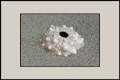 
Urchin Shell 