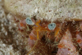 Blue-Eye Hermit Crab-Canon 5D-100mm Macro with MacroMate, no cropping 