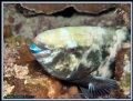 Parrotfish, was taken during night dive at Jana Island in KSA
With Olympus wzC8080 