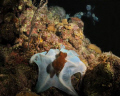 Lucky shot on night dive in Roatan.  The octopus was changing color from light blue to brown, and my dive buddy is in the background. 