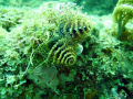 Christmas Tree worms on the Inside Reef at Lauderdale by the Sea 