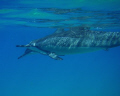 Spinner Dolphins off the Coast of Lanai-- 
Natural Light-- Olympus 770 