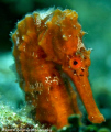 A very cooperative seahorse off of Cayman Brac. Canon 400D. 100mm. 