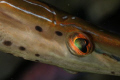 Eye of a Trumpetfish-Canon 5D 100 mm macro 