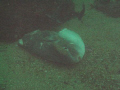 This is an interesting, not good, picture.  This was taken in Monterey. It's a half-eaten Mola Mola that was  still alive when I found it. At first I thought "shark" but later found out the carnage was probably the work of sea lions. 