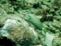 Inside Reef at Lauderdale by the Sea 