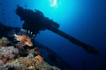 d200, 1/80, F13, ISO 100, 25m on Thistlegorm, took a few minutes to usher the lionfish to face the right direction with the anti aircraft gun. 