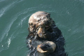 Watched this California Sea Otter dive repeatedly. He finally surfaced with a  big juicy clam. Shot in the harbor at Moss Landing, California. 