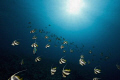 schooling bannerfish (heniochus diphreutes) taken at ras kati.

 
