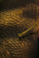 David and Goliath.
This juvenile dragonfly were walking around happily on a big sleeping pearch. 