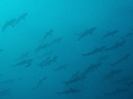 schooling reef sharks, Nassua, Bahamas 