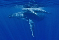 Mother and new born calf in Tonga off Vava'u, no strobes just had nice ambient light 