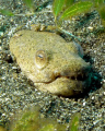 Snake eel, laying in wait, St. Vincent 