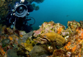 Eel Study. Two morays pose for my buddy at the Poor Knights Islands, New Zealand. 