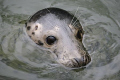 Female Grey Seal 