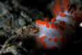 KISS OF DEATH - a nudi snacks on another nudi at critter cove, samal island. shot with canon 350d with patima housing and inon z240 strobes 