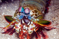 A cute little Mantis Shrimp that poked its head out from under a small coral bombie.  Found this out the front of the Coral Quays resort in Luganville 
