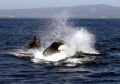 Monterey Bay Orca Hunt - towards the end of the lesson, the orcas displayed immense and violent power, repeatedly hitting the sea lion with their heads, bodies and tails. 