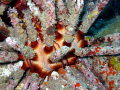 Slate pencil sea urchin 