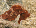 Pacific Seahorse taken with Canon G7 near Playa Coco Costa Rica.  No strobe used. 
