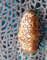 Flamingo Tongue, Petit Byahaut, St. Vincent, St. Vincent and the Grenadines 