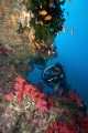 Diver swimming along reef in Fiji 