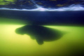 Manatee under the boat shot into the sun, taken at Crystal River FL. 