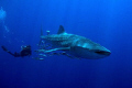 "Close encounter" - a 9m whaleshark decided to spend his morning swim around the same time as we did - magnificant animal :) - 12-24mm Nikkor 