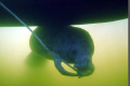 Last picture of the year,manatee under the boat chewing on rope. Camera Nikon D-200 