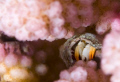Hermit Crab hiding in pink fairy floss 