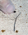 Divemaster pointing to a small Shortfin Pipefish (Cosmocampus elucens). Note: The fish was not touched. The divemaster put his finger in the picture to show the scale. 