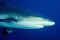 Fishs - Carcharhinus plumbeus 