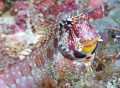 What's not to love about blennies? Colourful triple spot blennie proud as punch. 