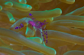 Anemone Shrimp.Used a Nikon D70s with Nikor 60mm Micro lense and SB105 Strobe 