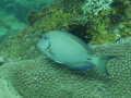 Ocean Surgeonfish on the Inside Reef at Lauderdale by the Sea 
