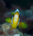 Another anemonie fish - just because they are so beautiful! 