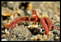 D300, 60mm AF-S, YS-110a strobes, Lembeh Straits 